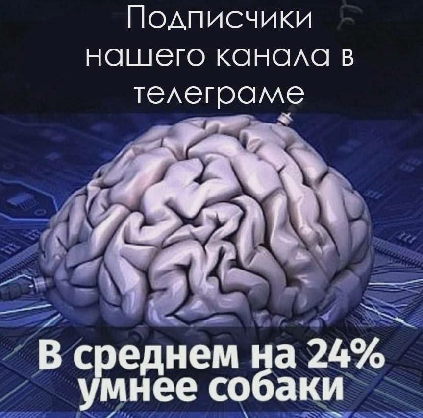 Подписчики нашего канала в телеграме В среднем на 24% умнее собаки