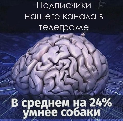 Подписчики нашего канала в телеграме В среднем на 24% умнее собаки