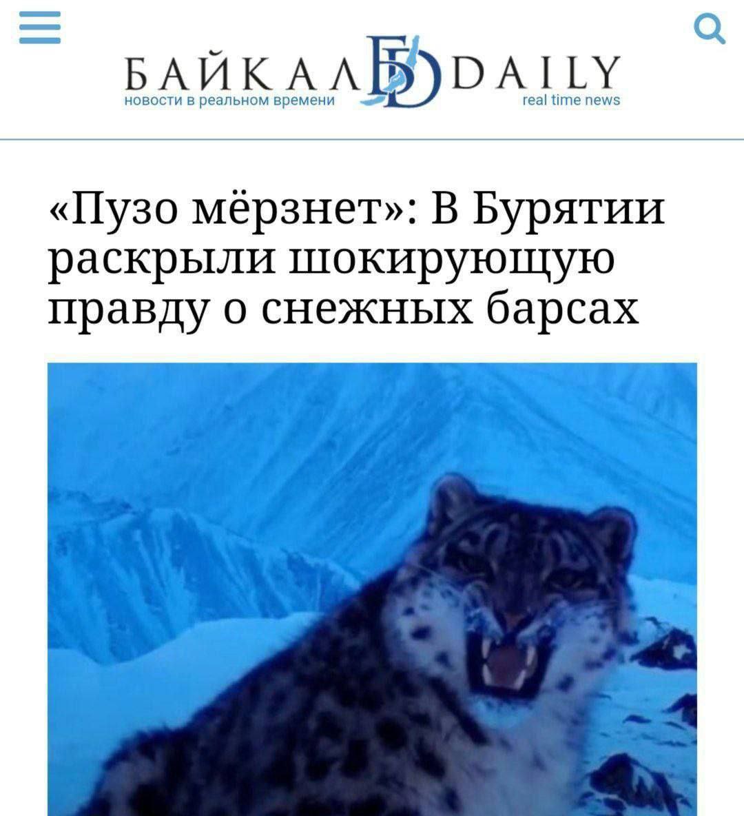новости в реальном времени DAILY real time news «Пузо мерзнет»: В Бурятии раскрыли шокирующую правду о снежных барсах