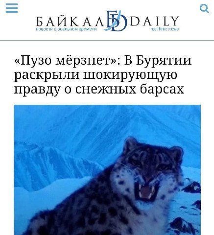 новости в реальном времени DAILY real time news «Пузо мерзнет»: В Бурятии раскрыли шокирующую правду о снежных барсах