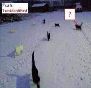 cats
