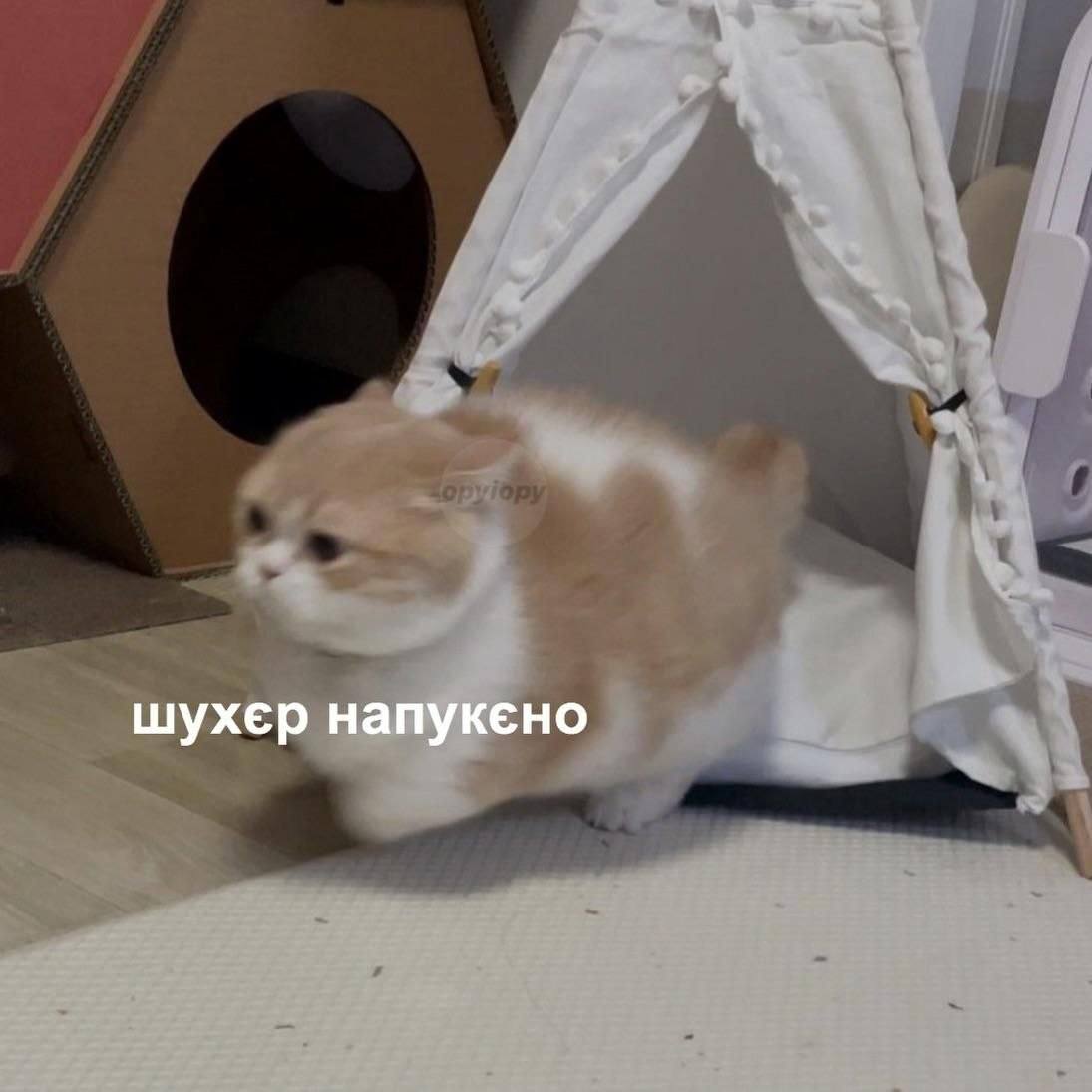 шухер напукено