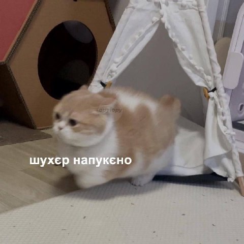 шухер напукено
