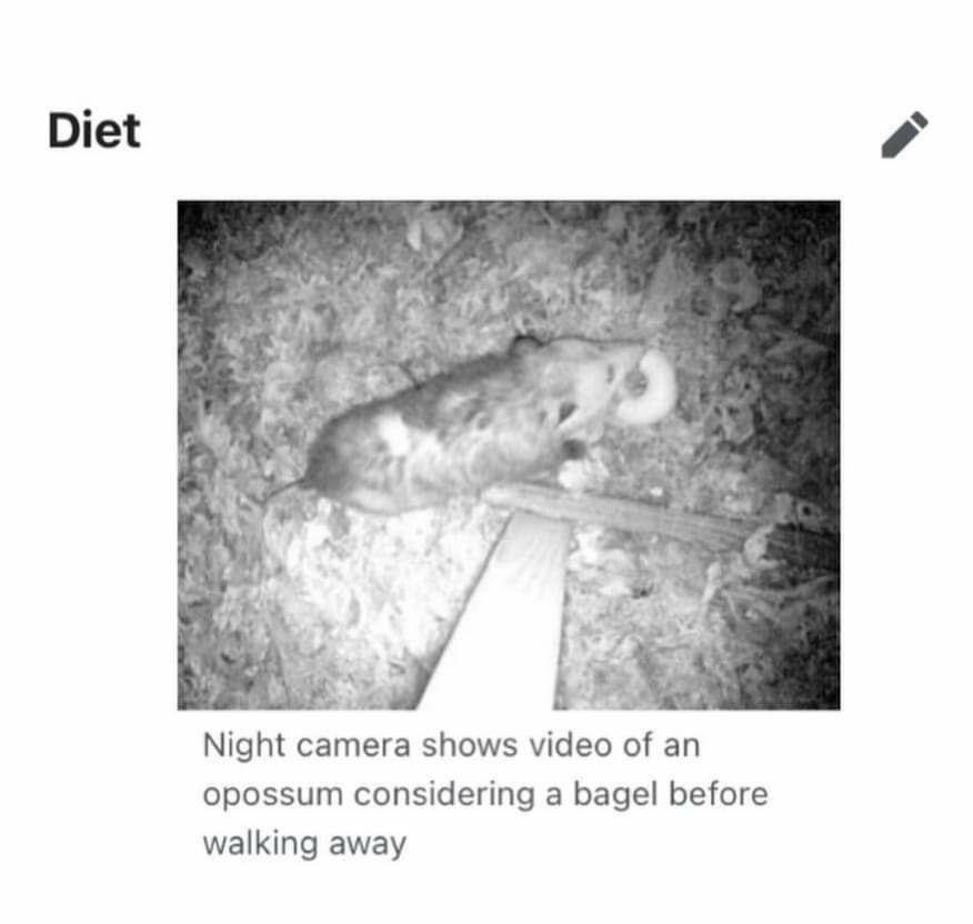 Diet 4 7 В у of 4 у Night camera shows video of an opossum considering a bagel before walking away