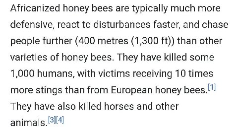 Africanized honey bees are typically much more defensive, react to disturbances faster, and chase people further (400 metres (1,300 than other varieties of honey bees. They have killed some 1,000 huma