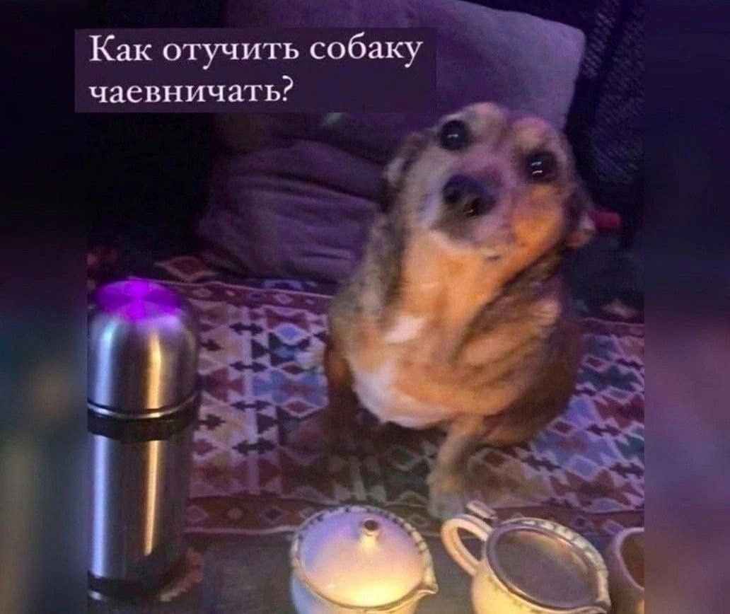 Как отучить собаку чаевничать?