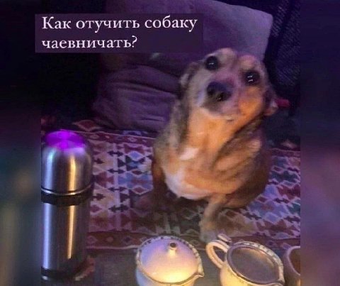 Как отучить собаку чаевничать?