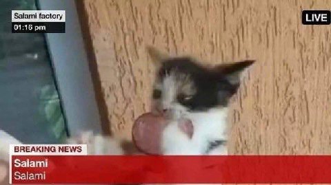 Salami factory 01:16 BREAKING NEWS Salami Salami