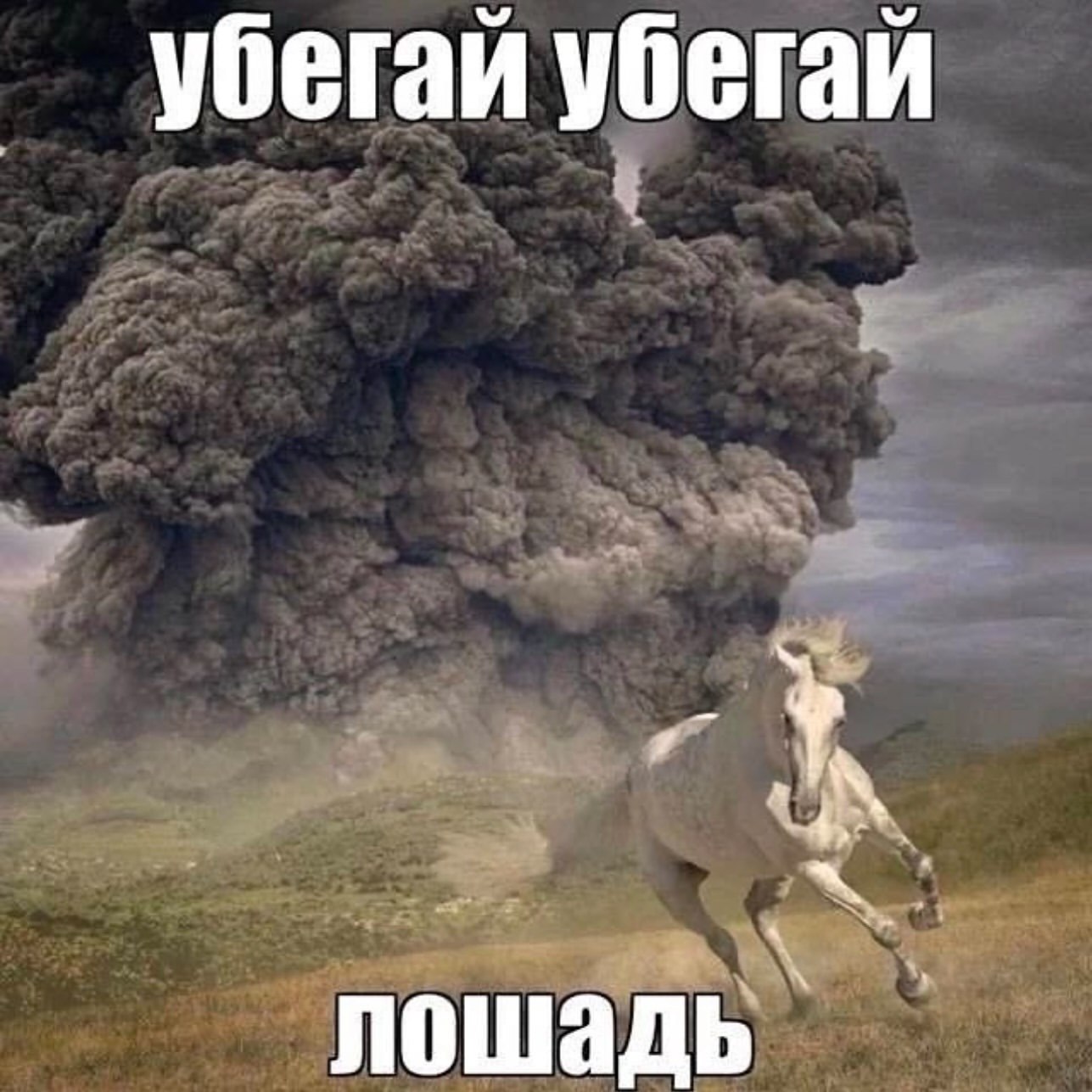 убегай убегай лошадь