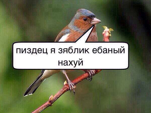 пиздец я зяблик ебаный нахуй