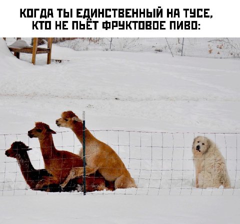 КОГДА ТЫ! ЕДИНСТВЕННЫЙ НА ТУСЕ, КТО НЕ ПЬЁТ ФРУКТОВОЕ ПИВО: