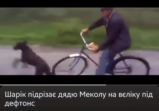 Шарик nigpizae дядю Меколу на Beniky nig