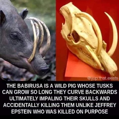 THE BABIRUSA IS А WILD PIG WHOSE TUSKS CAN GROW SO LONG THEY CURVE BACKWARDS ULTIMATELY IMPALING THEIR SKULLS AND ACCIDENTALLY KILLING THEM UNLIKE JEFFREY EPSTEIN WHO WAS KILLED ON PURPOSE