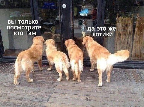 вы только посмотрите да это же кто там КОТИКИ
