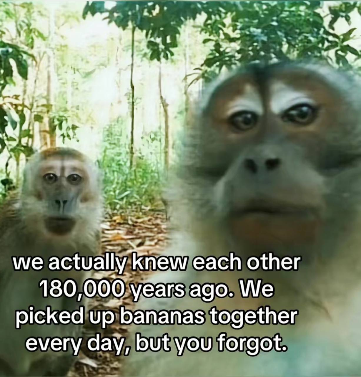 a@ we У “и we actually knew each other 180, 000 years ago. We picked up о bananas together every day, but you forgot