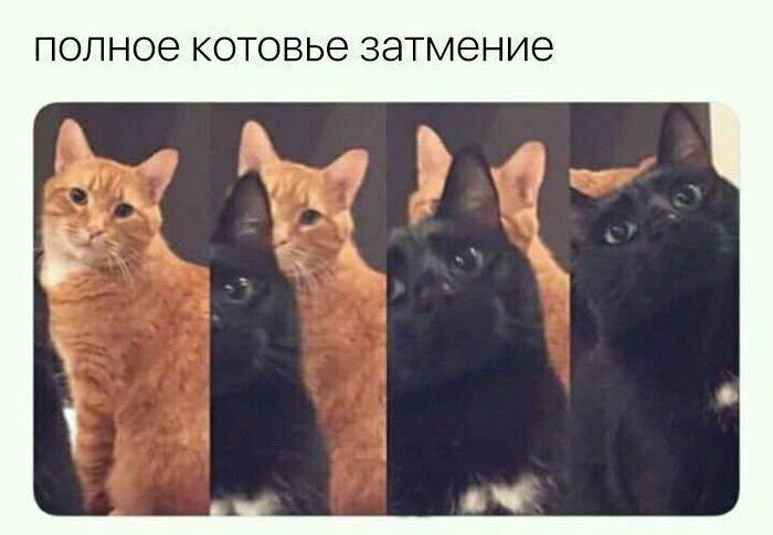 полное котовье затмение a