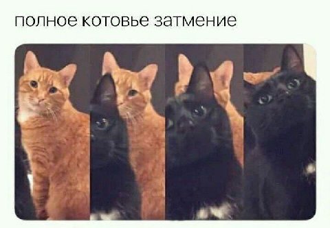полное котовье затмение a