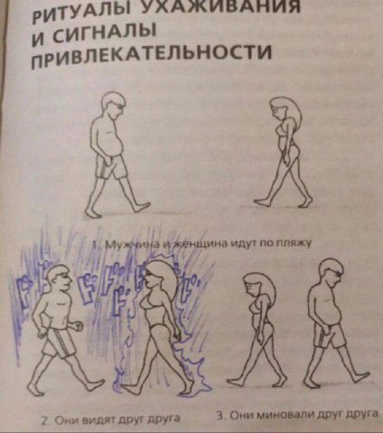 ТУАЛЫ УХАЖИВАНИЯ СИГНАЛЫ ПРИВЛЕКАТЕЛЬНОСТИ у 2. Они видят друг друга 3. Они миновали друг друга