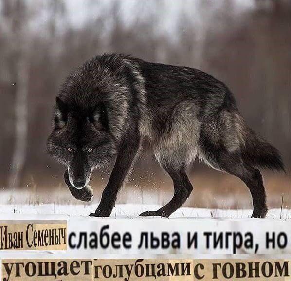 7. слабее льва и тигра, гощаеТголубцами с говном