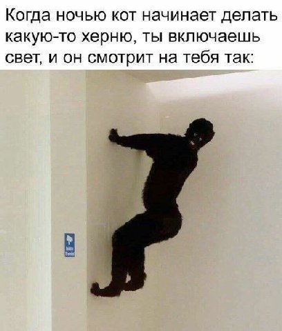 Когда ночью кот начинает делать какую-то херню, ты включаешь свет, и он смотрит на тебя так: и