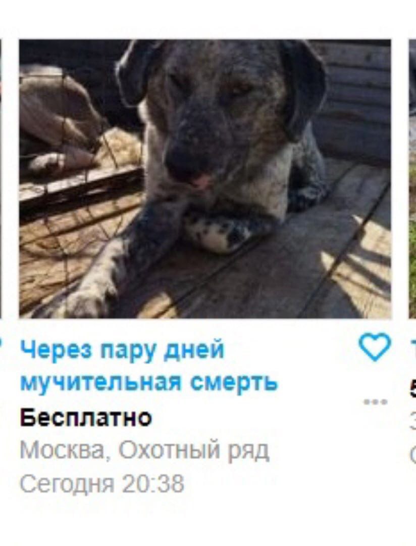 у Через пару дней мучительная смерть Бесплатно