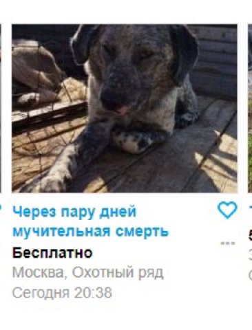у Через пару дней мучительная смерть Бесплатно