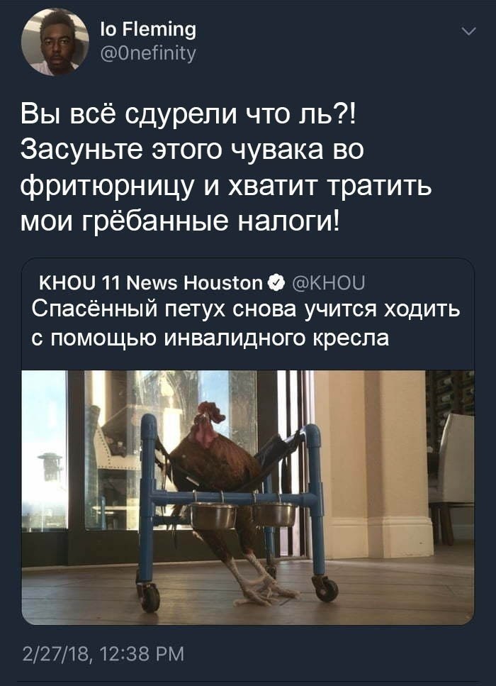Fleming Вы всё сдурели что Засуньте этого чувака во фритюрницу и хватит тратить мои грёбанные налоги! KHOU 11 News Houston Спасённый петух снова учится ходить с помощью инвалидного кресла 4