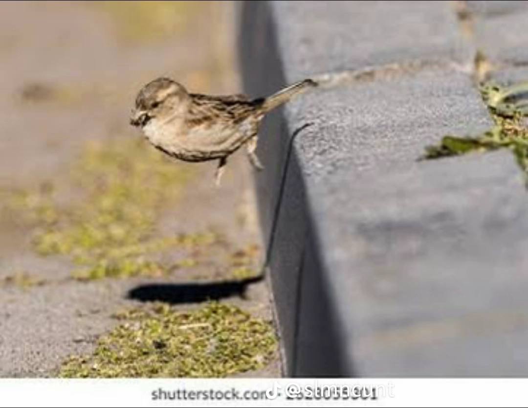 a у shutterstock.cons
