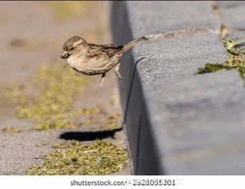 a у shutterstock.cons