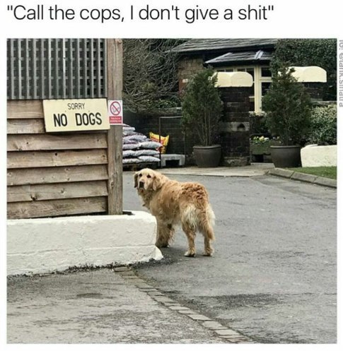 "Call the cops, don't give а shit" DOGS А