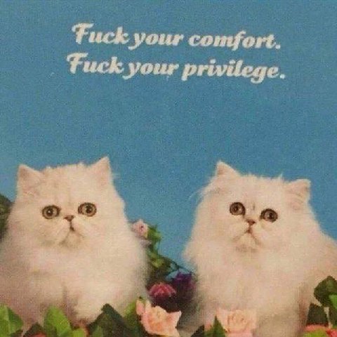 Fuck your comfort. Fuck your privilege.