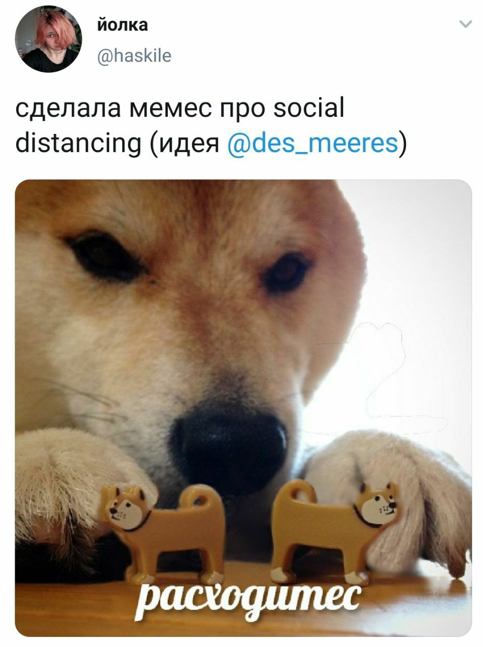 йолка @haskile сделала мемес про social distancing (идея @des_meeres) расходитес