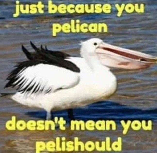 just because you pelican doesn't mean you pelishould