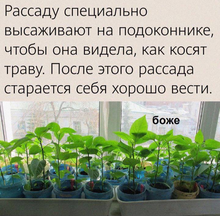 Рассаду специально высаживают на подоконнике, чтобы она видела, как косят траву. После этого рассада старается себя хорошо вести.