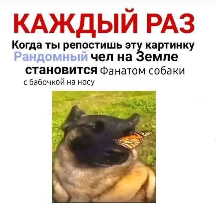 КАЖДЫЙ РАЗ Когда ты репостишь эту картинку емле Рандомный чел на становится фанатом собаки с бабочкой на носу