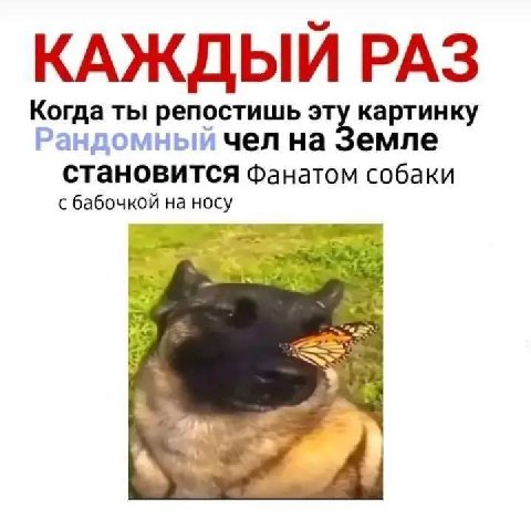 КАЖДЫЙ РАЗ Когда ты репостишь эту картинку емле Рандомный чел на становится фанатом собаки с бабочкой на носу