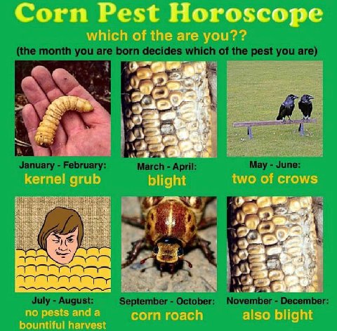 Corn Pest Horoscope which of are you?? two of crows kernel grub blight 4 +3 no pests and а corn roach also blight bountiful harvest