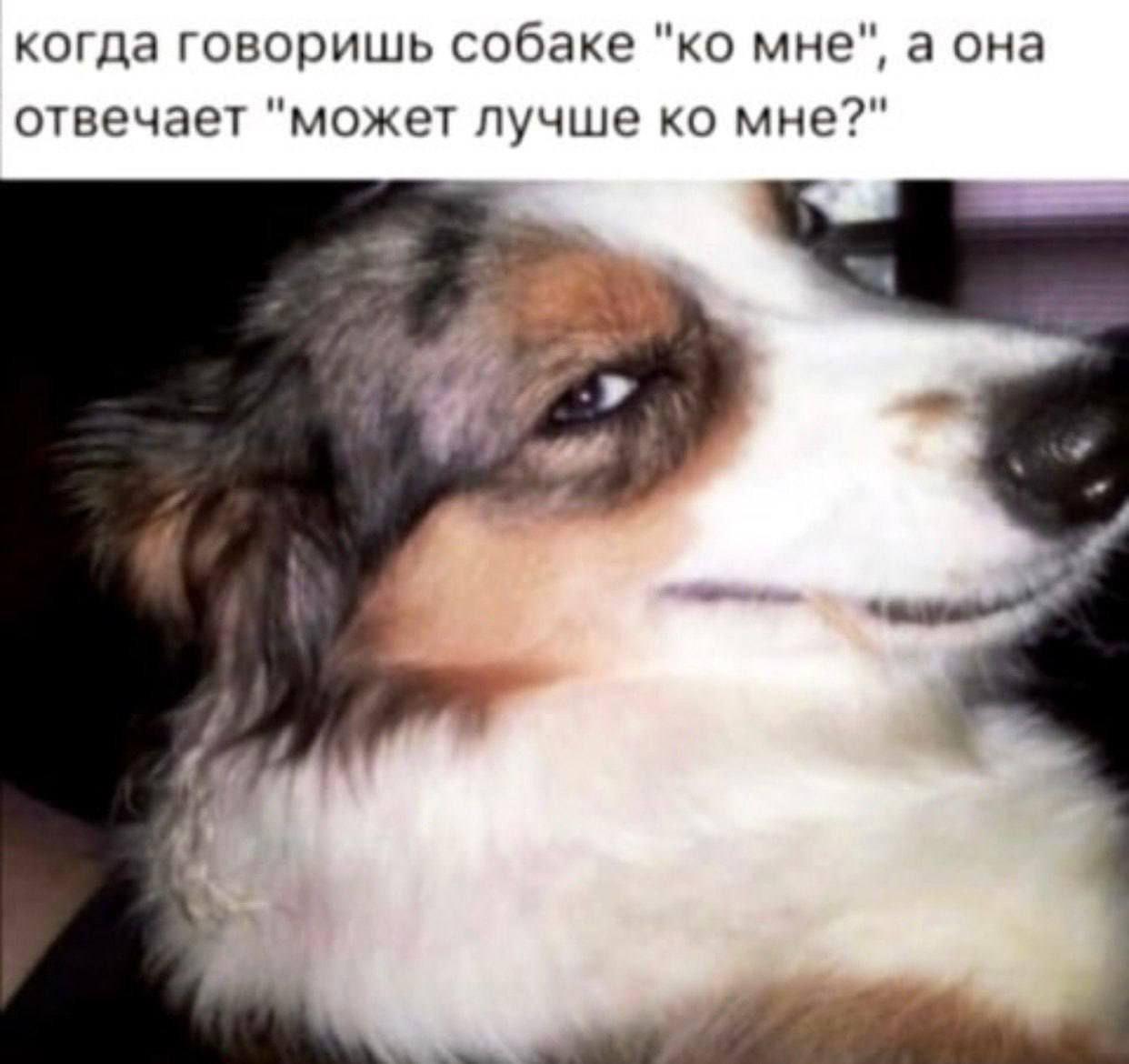 когда говоришь собаке мне", а она отвечает "может лучше мне?" у