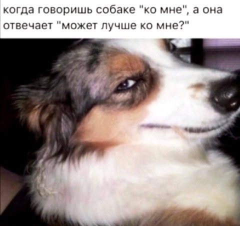 когда говоришь собаке мне", а она отвечает "может лучше мне?" у