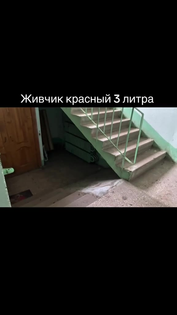 Живчик красный $ литра