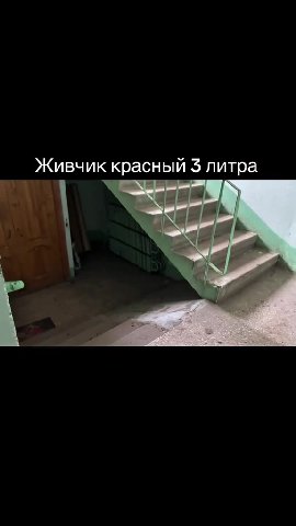 Живчик красный $ литра
