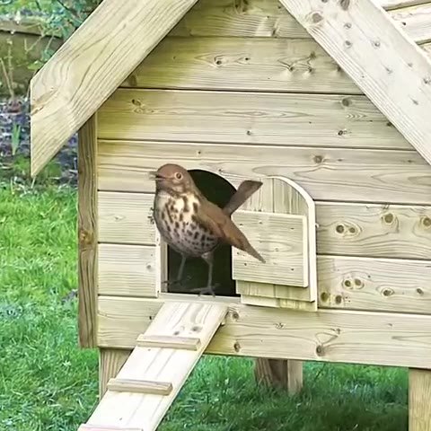 мем
