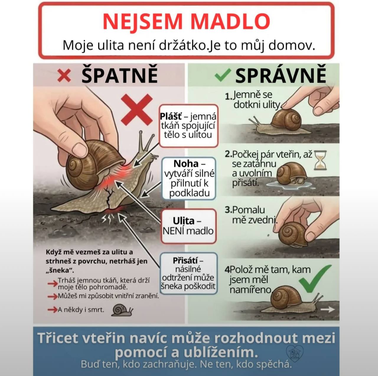 NEJSEM MADLO Moje ulita drzatko.Je to domov SPATNE SPRAVNE dotkni Plast jemna {Кай spojujici télo ulitou 2.Pockej par vterin, Noha zatann vytvari silné a к podkladu it 3.Pomalu 5 zvedn ulitu a 2 povrc