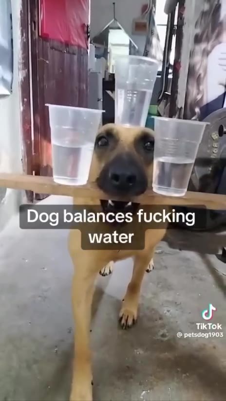 “Dog balances fucking :