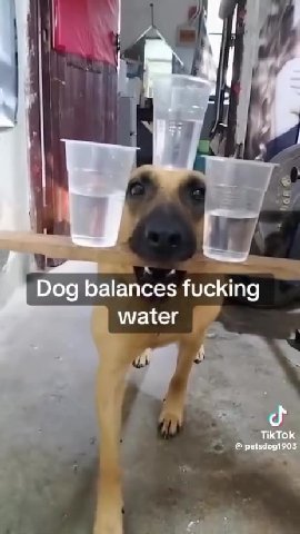 “Dog balances fucking :