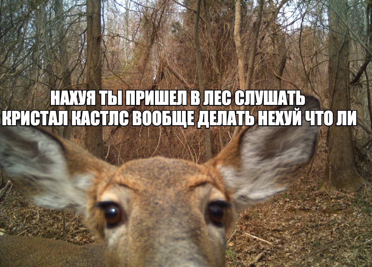 4 ТЫ ПРИШЕЛ В ЛЕС СЛУШАТЬ КРИСТАЛ КАСТЛС ВООБЩЕ ДЕЛАТЬ НЕКУИ ЧТО ЛИ a