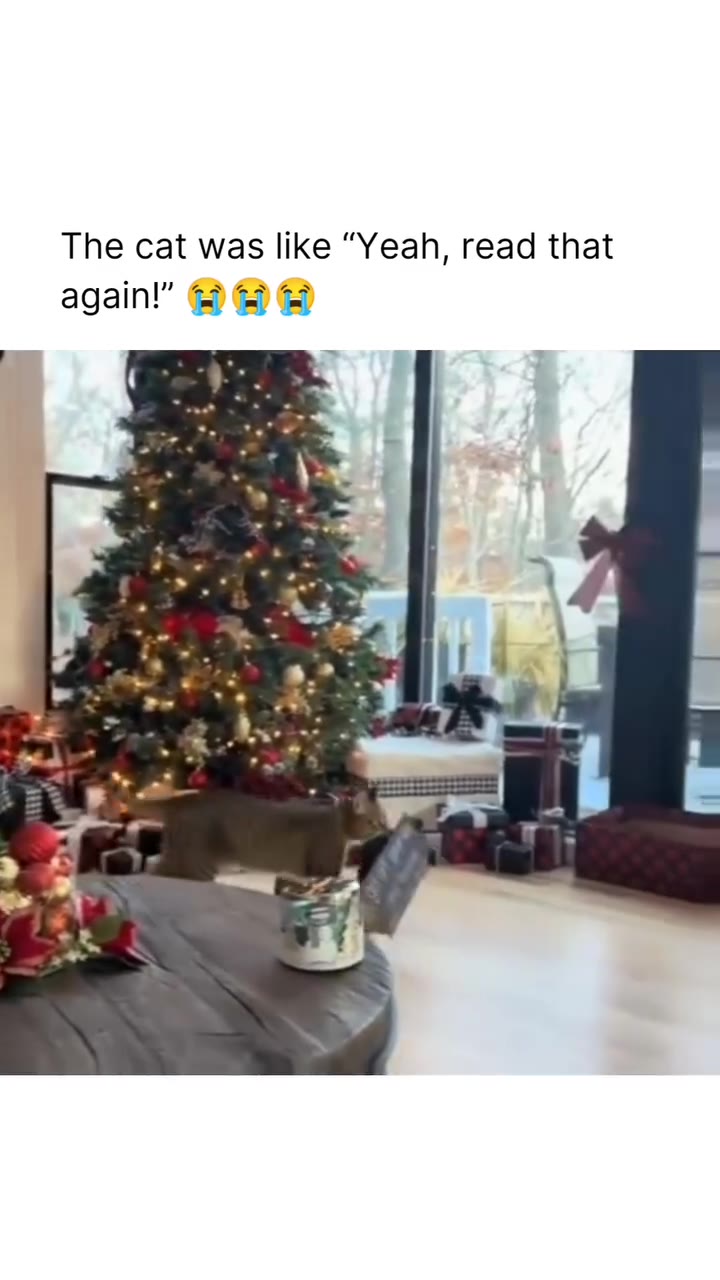 The cat was like “Yeah, read that again у