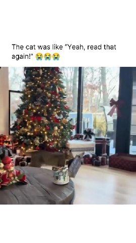 The cat was like “Yeah, read that again у