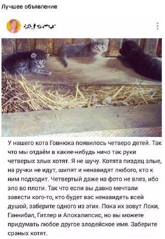 Лучшее объявление У нашего кота Говнюка появилось четверо детей. Так что мы отдаём в какие-нибудь ничо так руки четверых злых котят. Я не шучу. Котята пиздец злые, на ручки не идут, шипят и ненавидят 
