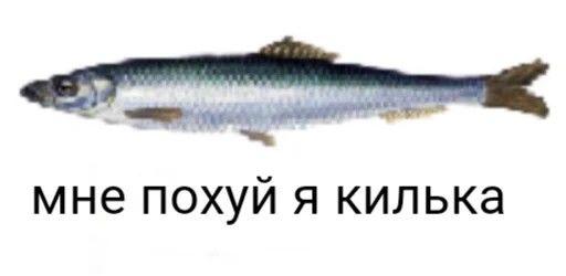 мне похуй я килька